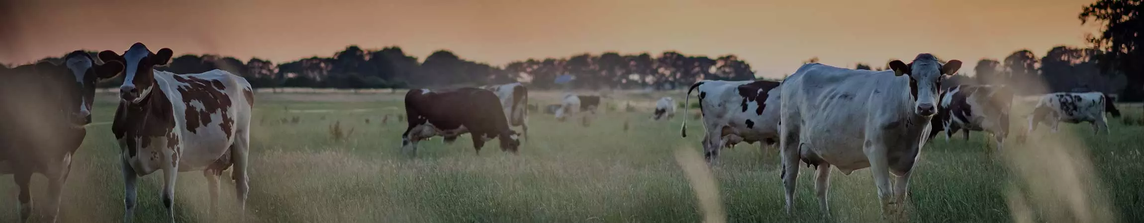 Farm Insurance
